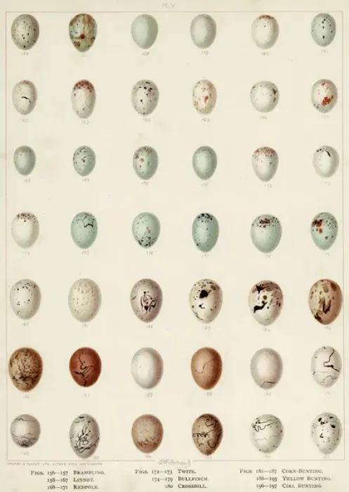 Framed Print : Eggs of Bunting Etc Framed Print : Eggs of Bunting Etc