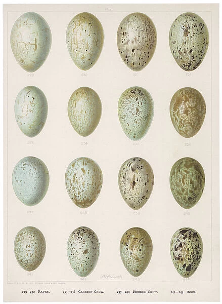 Eggs of Crows Etc