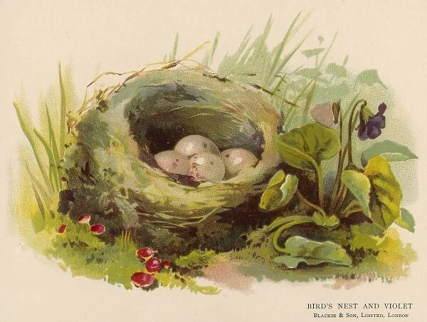 Eggs in a Nest C1880