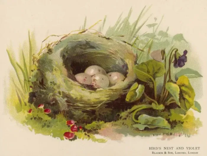 Framed Print : Eggs in a Nest C1880 Framed Print : Eggs in a Nest C1880