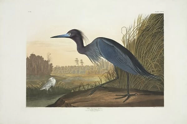 Egretta caerulea, little blue heron