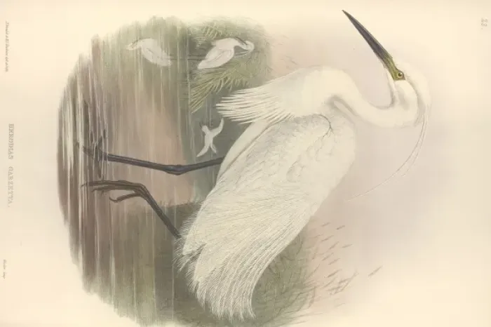 Framed Print : Egretta garzetta, little egret Framed Print : Egretta garzetta, little egret