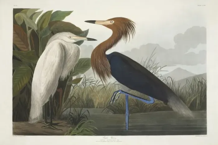 Framed Print : Egretta rufescens, reddish egret Framed Print : Egretta rufescens, reddish egret