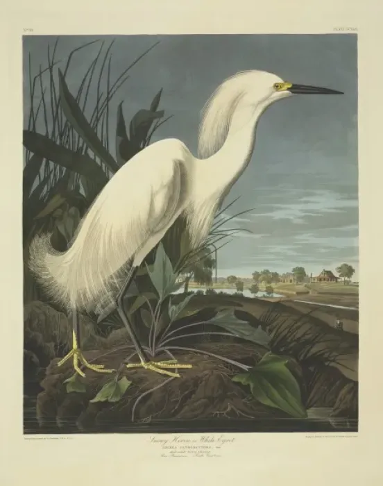 Framed Print : Egretta thula, snowy egret Framed Print : Egretta thula, snowy egret