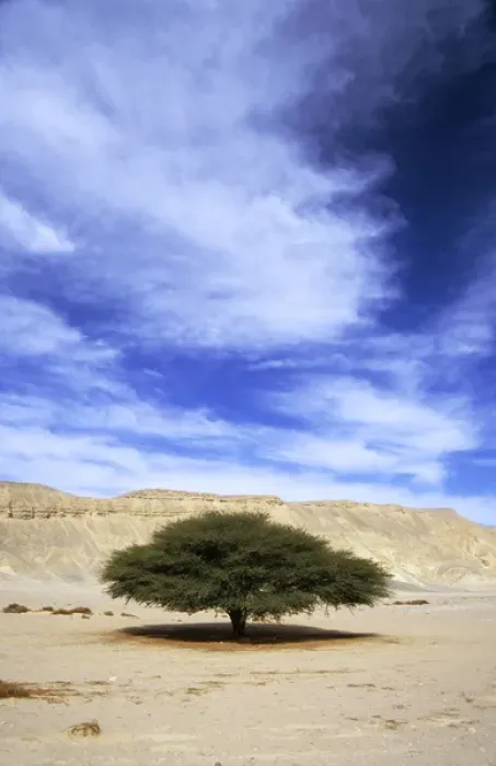 Framed Print : Egypt - Acacia tree in Arabian desert Framed Print : Egypt - Acacia tree in Arabian desert