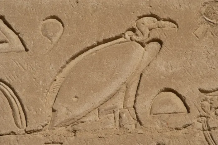 Framed Print : Egypt. Edfu. Temple of Horus. Vulture. Relief Framed Print : Egypt. Edfu. Temple of Horus. Vulture. Relief