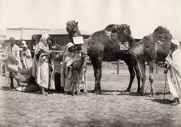 Egypt, men with adult and baby camels