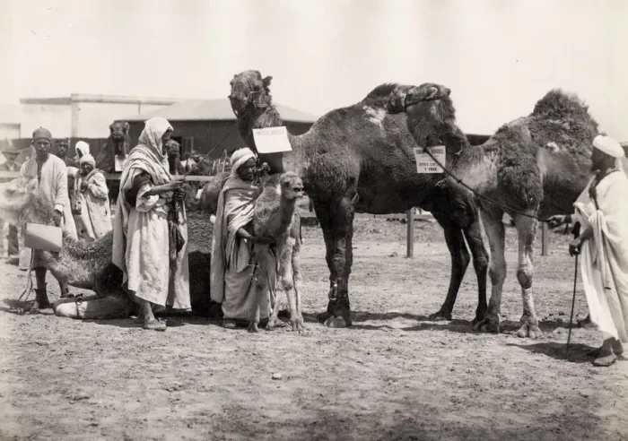 Framed Print : Egypt, men with adult and baby camels Framed Print : Egypt, men with adult and baby camels