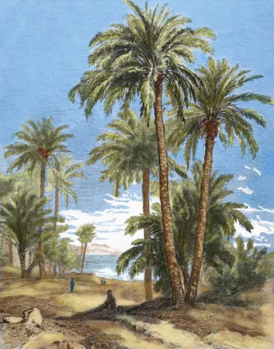 Framed Print : Egypt. Oasis Framed Print : Egypt. Oasis