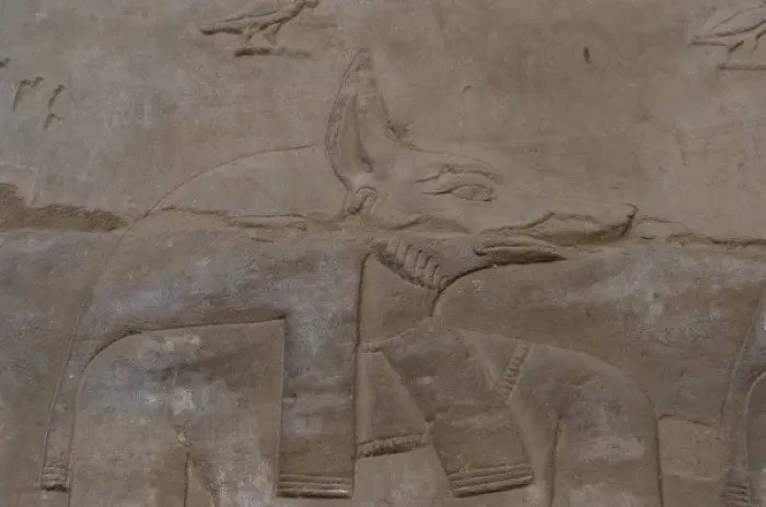 Framed Print : Egypt. Temple of Horus. Relief depicting the jackal-headed G Framed Print : Egypt. Temple of Horus. Relief depicting the jackal-headed G