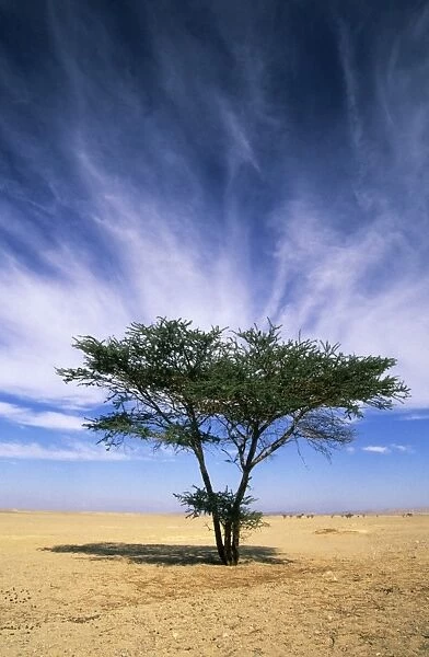 Egypt - typical midday scene with Acacia trees