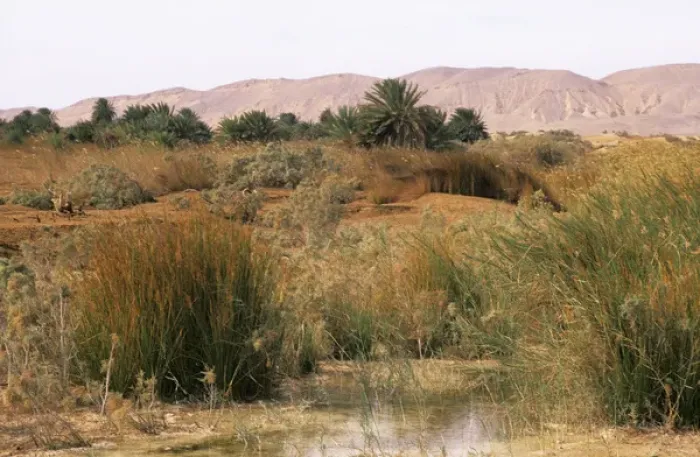 Framed Print : Egypt - a typical uninhabited oasis on a salty Framed Print : Egypt - a typical uninhabited oasis on a salty