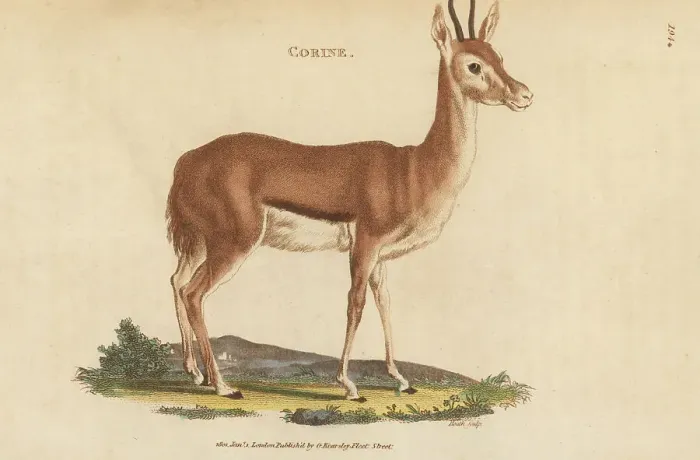 Framed Print : Egyptian dorcas gazelle, Gazella dorcas dorcas Framed Print : Egyptian dorcas gazelle, Gazella dorcas dorcas