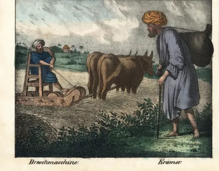Framed Print : Egyptian farmer on a threshing machine pulled by two oxen Framed Print : Egyptian farmer on a threshing machine pulled by two oxen