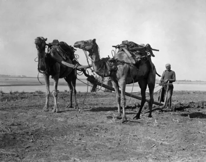 Framed Print : Egyptian Farming 1930S Framed Print : Egyptian Farming 1930S