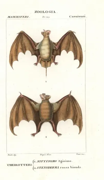 Framed Print : Egyptian free-tailed bat, Tadarida aegyptiaca Framed Print : Egyptian free-tailed bat, Tadarida aegyptiaca