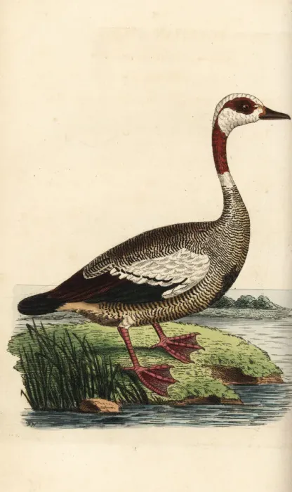 Framed Print : Egyptian goose, Alopochen aegyptiaca Framed Print : Egyptian goose, Alopochen aegyptiaca