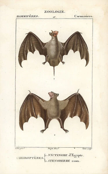 Egyptian guano bat, Tadarida aegyptiaca