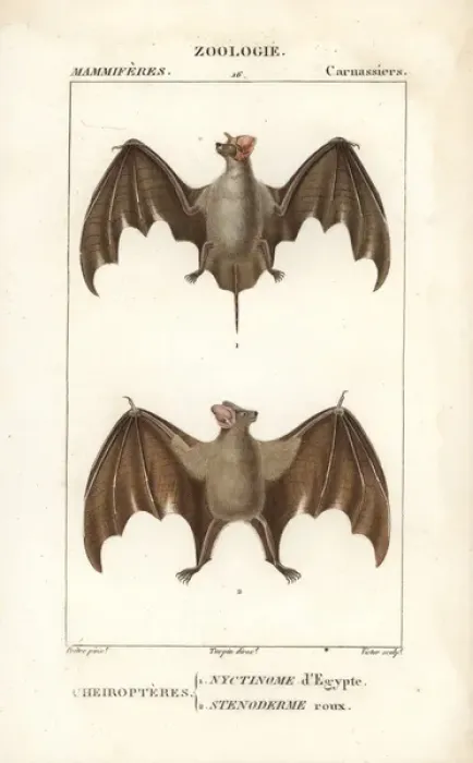 Framed Print : Egyptian guano bat, Tadarida aegyptiaca Framed Print : Egyptian guano bat, Tadarida aegyptiaca