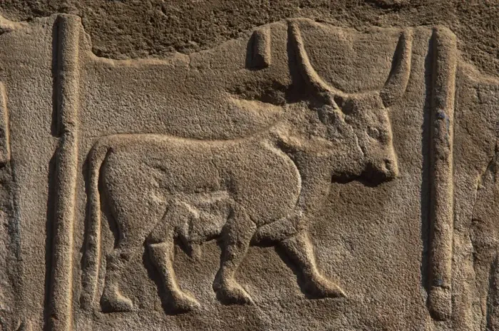 Framed Print : Egyptian hieroglyph shaped like a bull Framed Print : Egyptian hieroglyph shaped like a bull