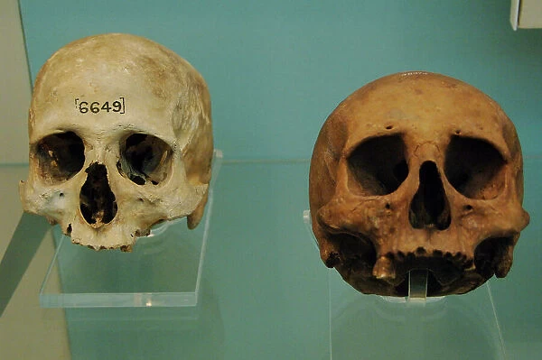 Egyptian skulls