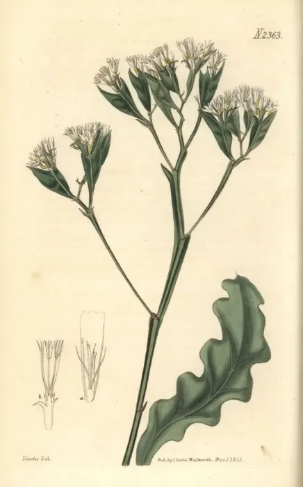 Framed Print : Egyptian thrift, Statice aegyptiaca Framed Print : Egyptian thrift, Statice aegyptiaca