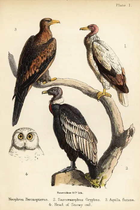 Framed Print : Egyptian vulture, Andean condor, and wedge-tailed eagle Framed Print : Egyptian vulture, Andean condor, and wedge-tailed eagle