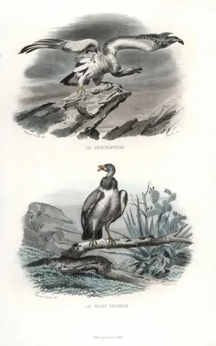Framed Print : Egyptian vulture (endangered) and hooded vulture Framed Print : Egyptian vulture (endangered) and hooded vulture