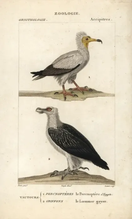Framed Print : Egyptian vulture, Neophron percnopterus (endangered) Framed Print : Egyptian vulture, Neophron percnopterus (endangered)