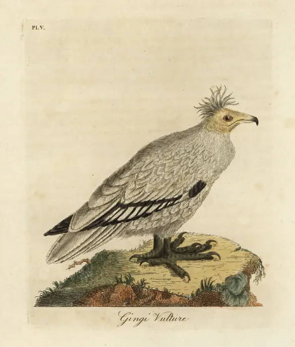 Framed Print : Egyptian vulture, Neophron percnopterus ginginianus Framed Print : Egyptian vulture, Neophron percnopterus ginginianus