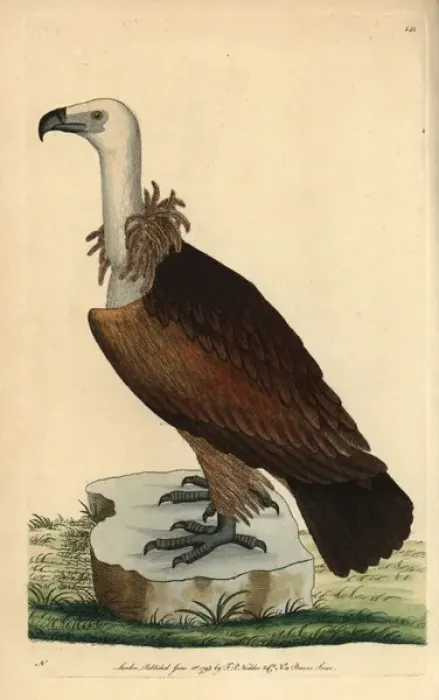 Framed Print : Egyptian vulture, Neophron percnoterus Endangered species Framed Print : Egyptian vulture, Neophron percnoterus Endangered species