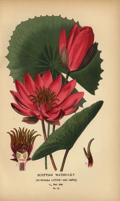 Framed Print : Egyptian waterlily, Nymphaea lotus