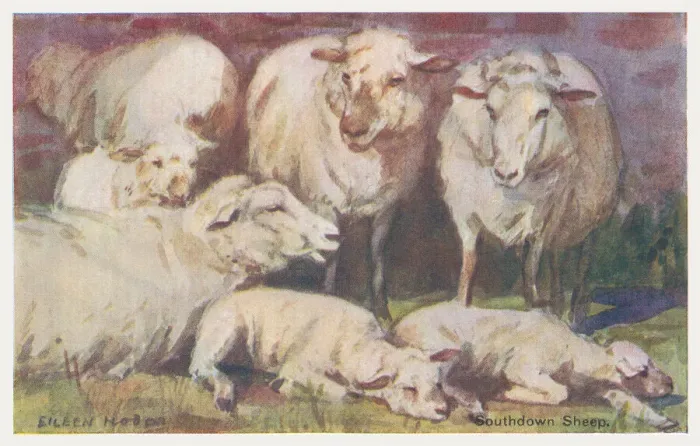 Framed Print : Sheep. Southdown sheep. Artist: Eileen Hood Date: circa 1930 Framed Print : Sheep. Southdown sheep. Artist: Eileen Hood Date: circa 1930