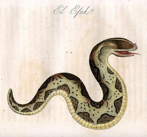 El Efah (Snake)
