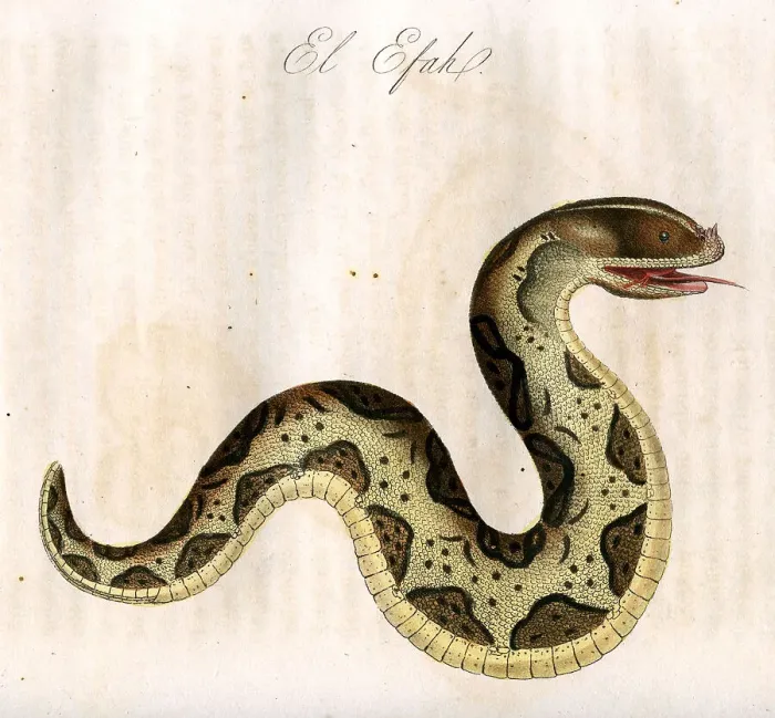 Framed Print : El Efah (Snake) Framed Print : El Efah (Snake)