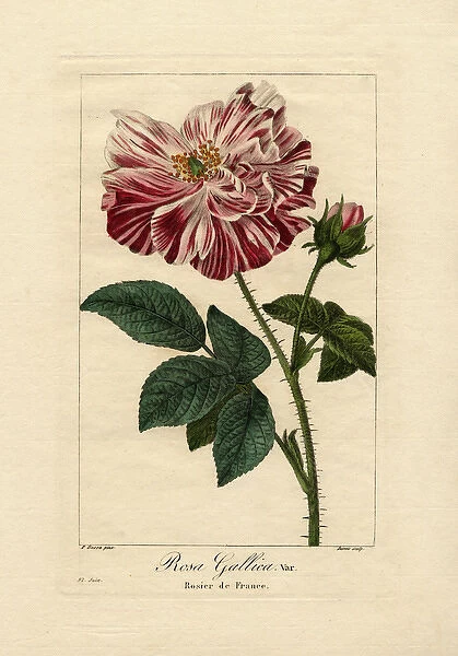 El Juin, Provence rose, Rosa gallica var