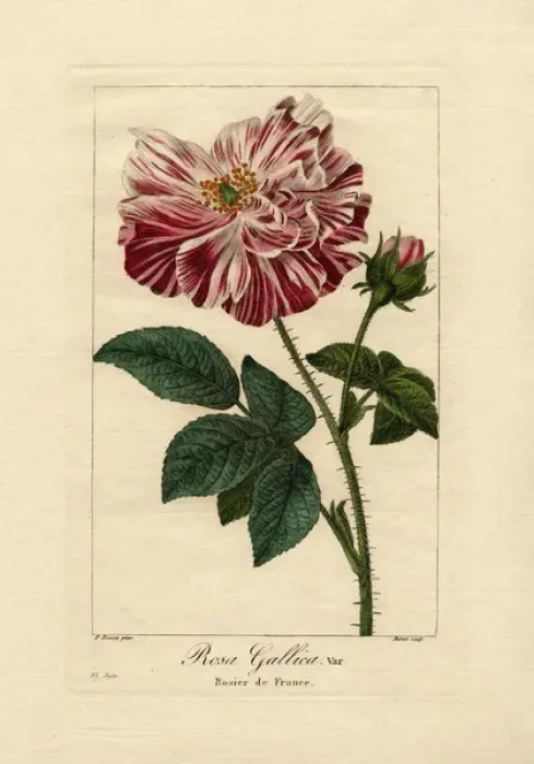 Framed Print : El Juin, Provence rose, Rosa gallica var Framed Print : El Juin, Provence rose, Rosa gallica var