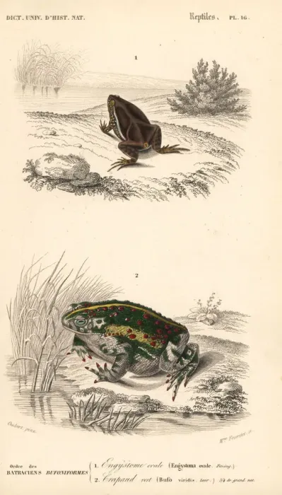 Framed Print : Elachistocleis ovalis frog and European green toad Framed Print : Elachistocleis ovalis frog and European green toad