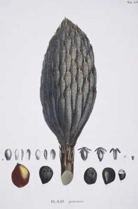 Framed Print : Elaeis guineensis, African oil palm Framed Print : Elaeis guineensis, African oil palm