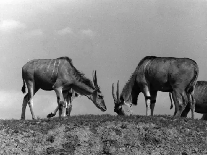 Framed Print : Eland Antelopes Framed Print : Eland Antelopes