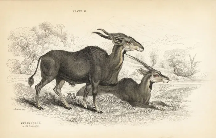 Framed Print : Eland, Taurotragus oryx Framed Print : Eland, Taurotragus oryx