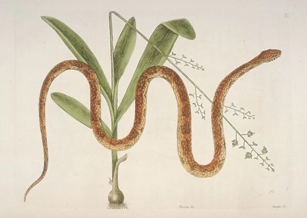 Elaphe guttata, corn snake