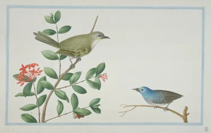 Framed Print : Elaphrornis palliseri, Sri Lankan bush warbler Framed Print : Elaphrornis palliseri, Sri Lankan bush warbler