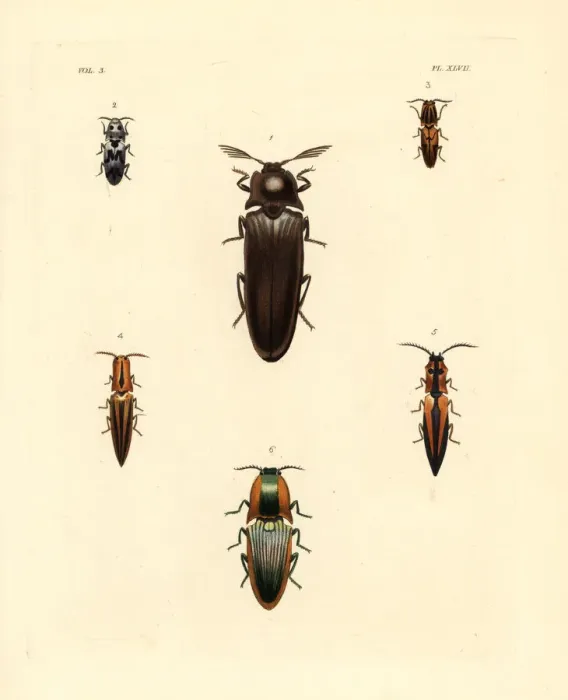 Framed Print : Elater beetles Framed Print : Elater beetles