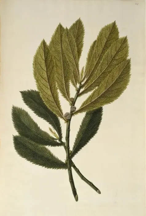 Framed Print : Elatostema rugosum, parataniwha Framed Print : Elatostema rugosum, parataniwha