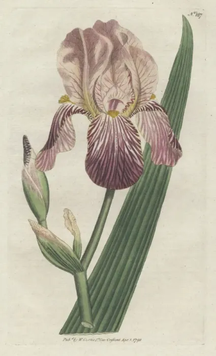Framed Print : Elder-scented or German iris, Iris germanica Framed Print : Elder-scented or German iris, Iris germanica