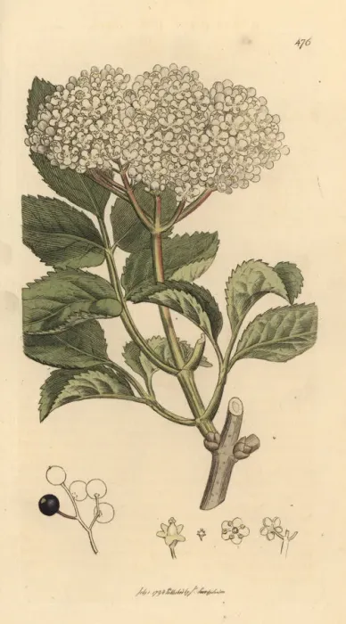 Framed Print : Elderberry, Sambucus nigra Framed Print : Elderberry, Sambucus nigra