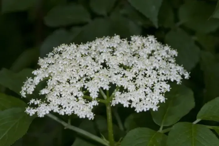 Framed Print : Elderflower Framed Print : Elderflower
