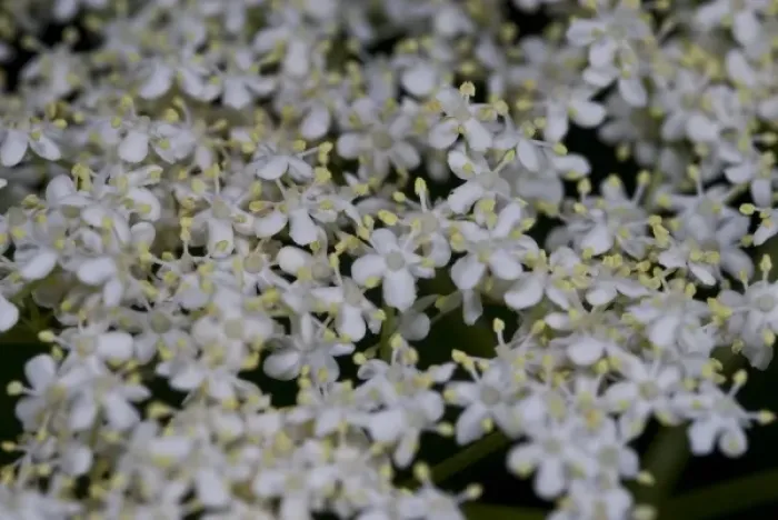 Framed Print : Elderflower Framed Print : Elderflower
