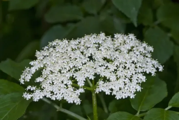 Framed Print : Elderflower Framed Print : Elderflower
